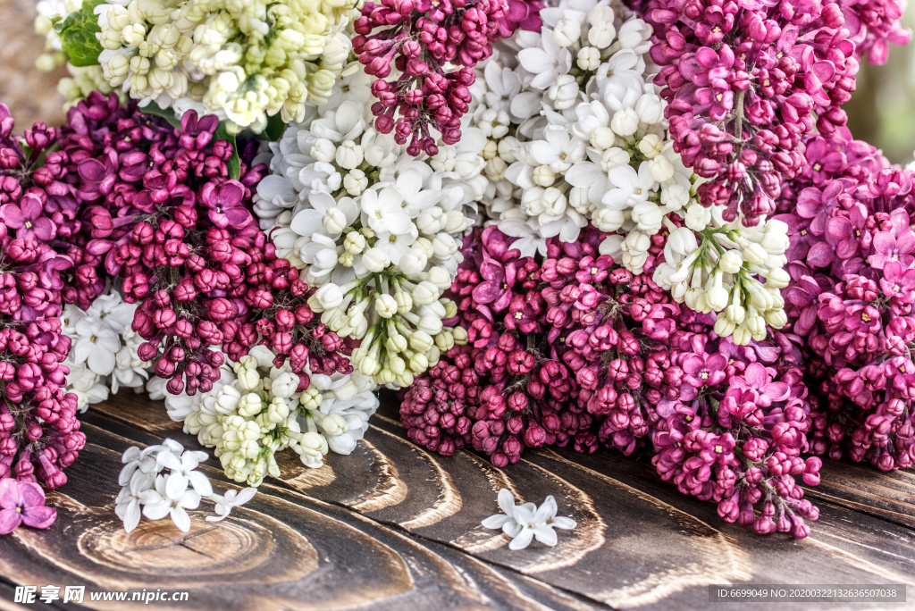 丁香花