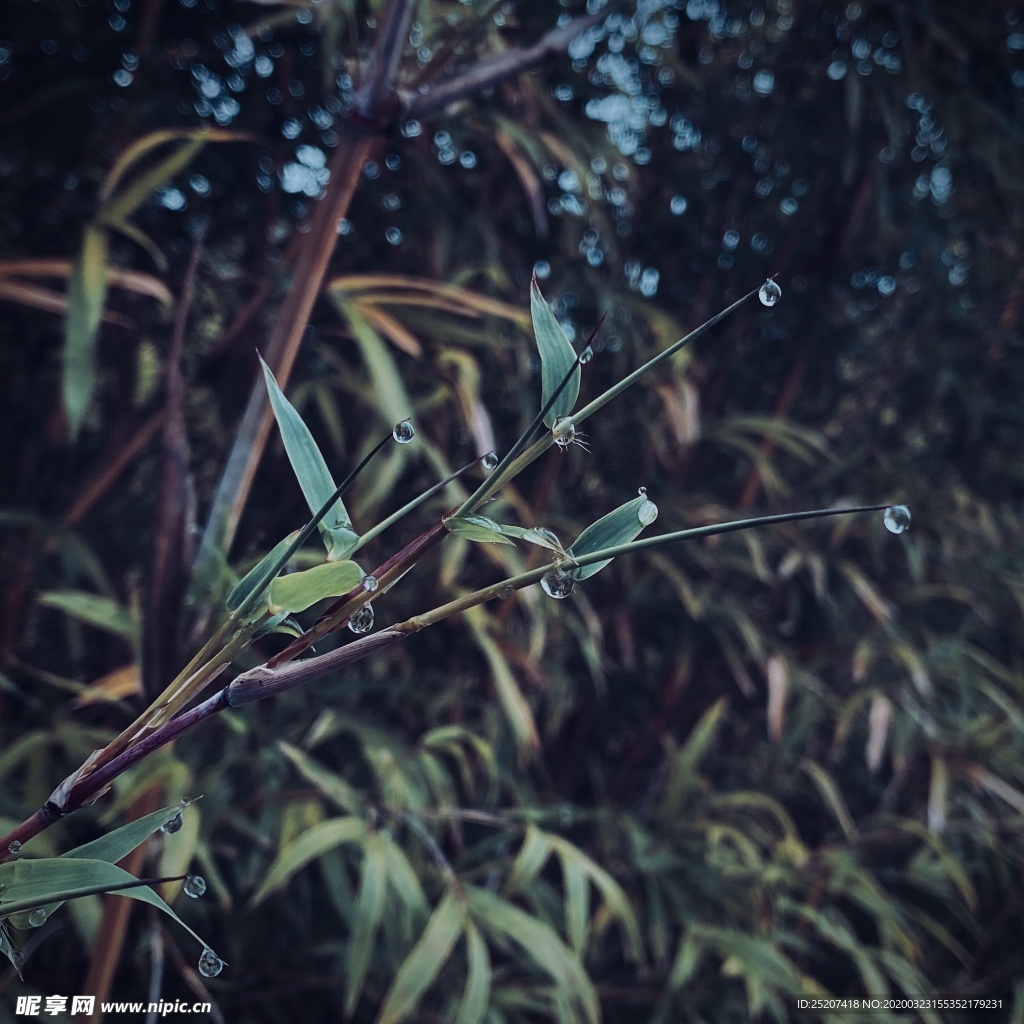 葉子上的露水