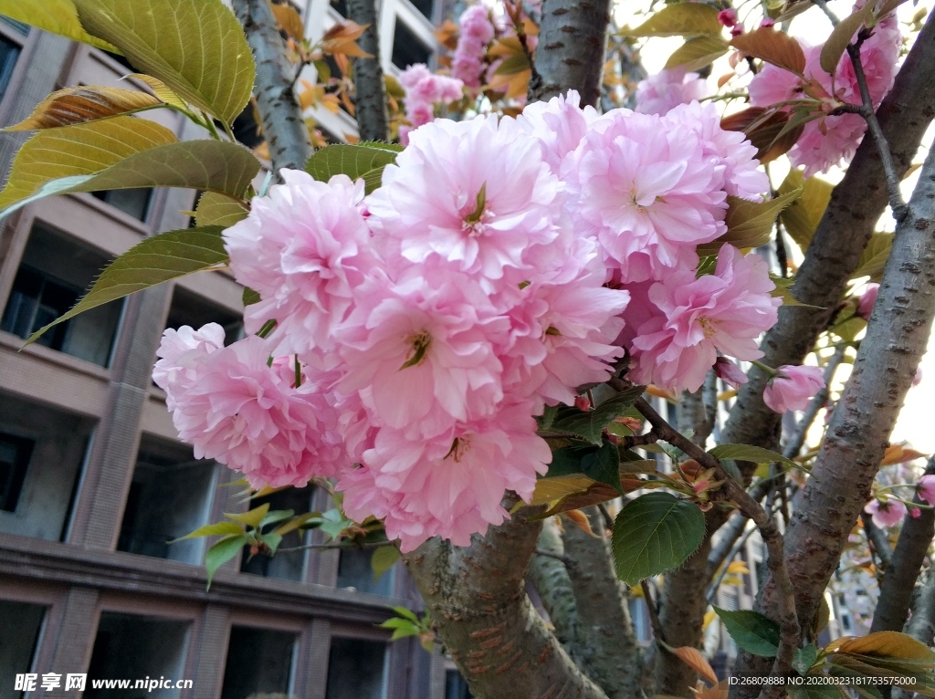 櫻花  紅色   樹林  綠色