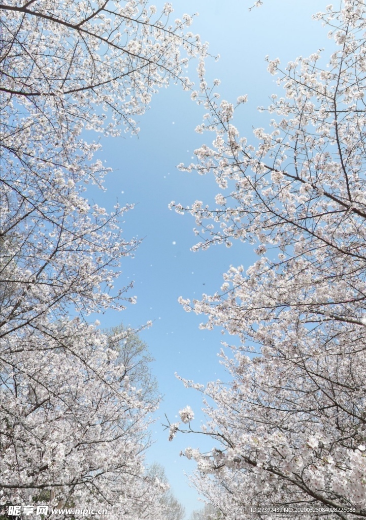 春日櫻花