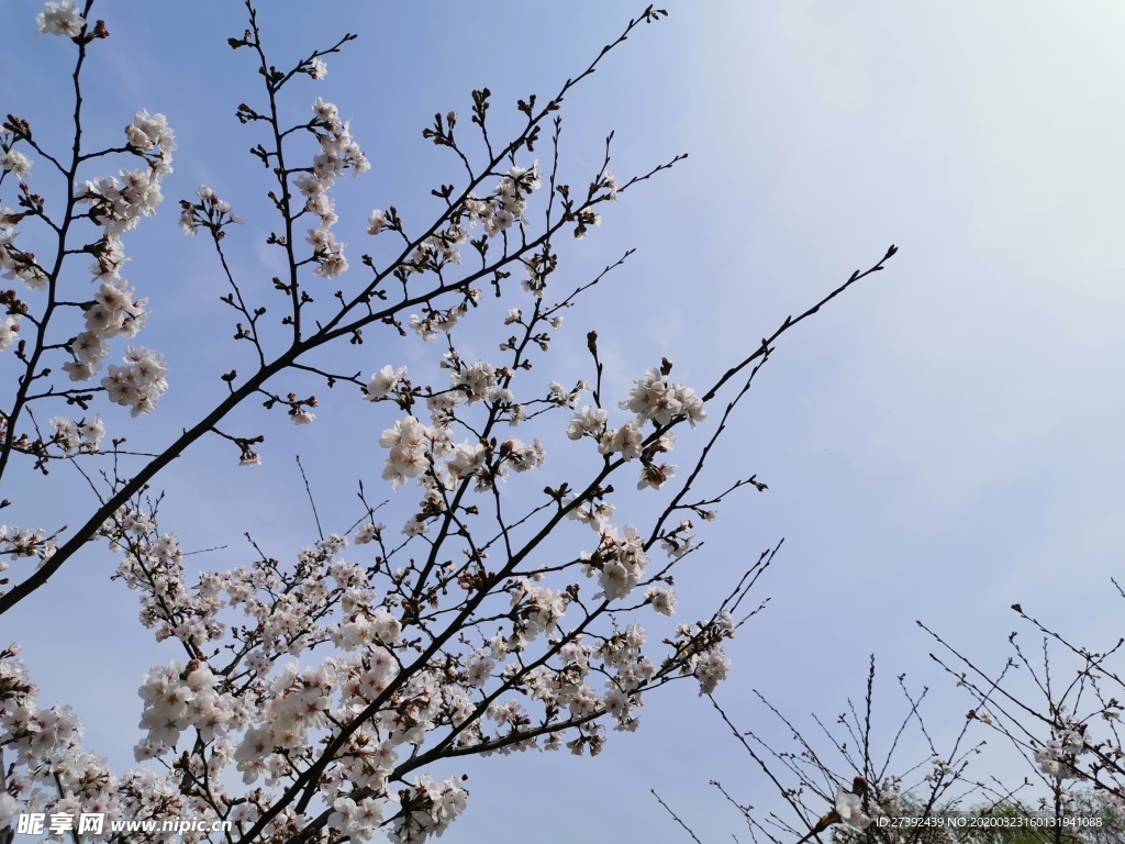 春日櫻花