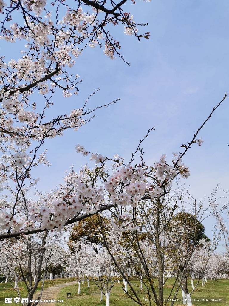 春日樱花