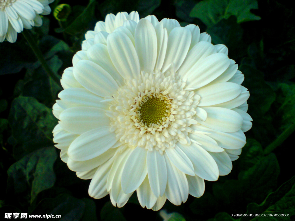 白色的非洲菊花 美丽 自然