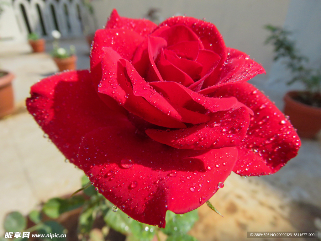 红色 玫瑰 红玫瑰大自然的美丽