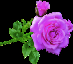 粉紫色玫瑰花