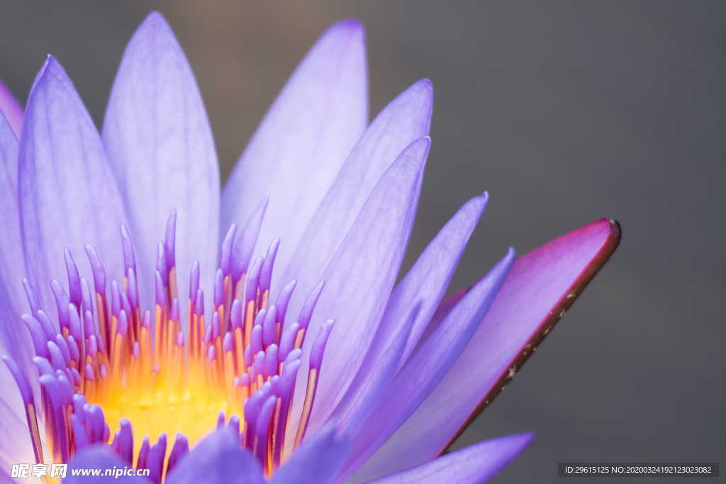 花圖片