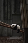 熊猫高清照片