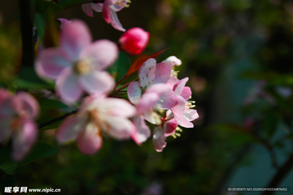 春天里的桃花