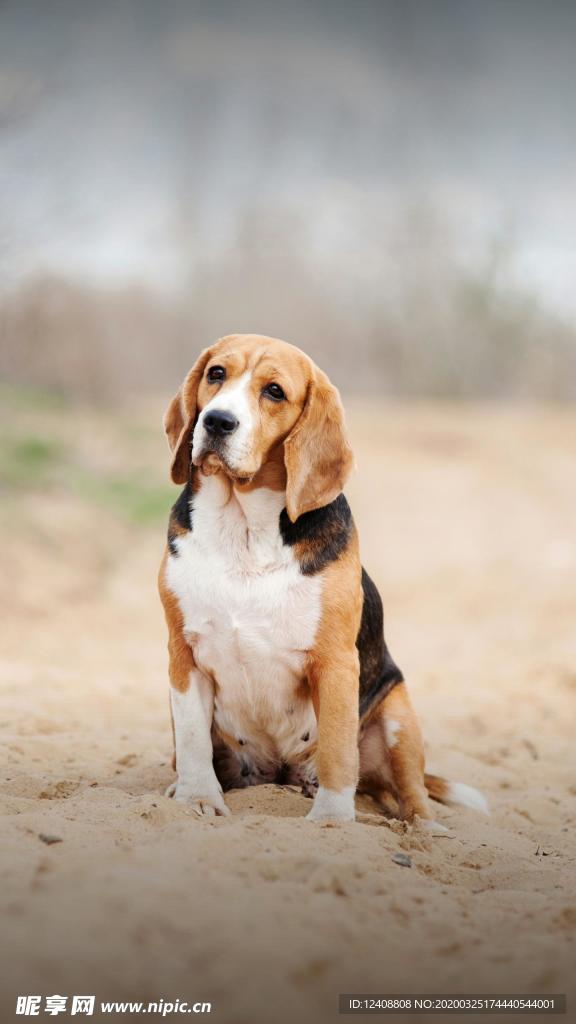 哈利犬