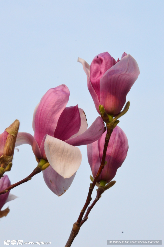 紫玉蘭花