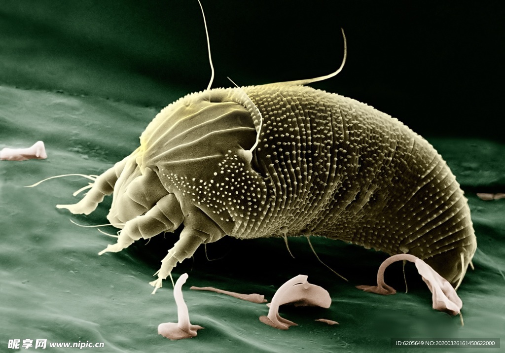 电子显微镜下的螨虫