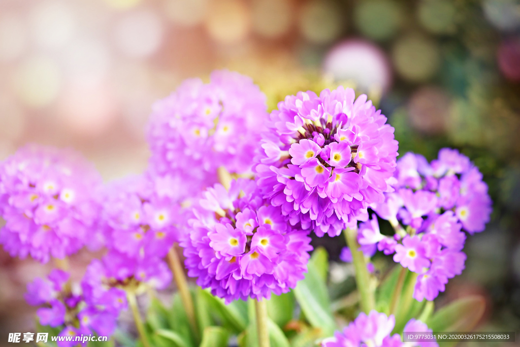 報春花