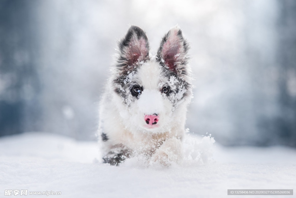 小狗寵物大雪動物背景