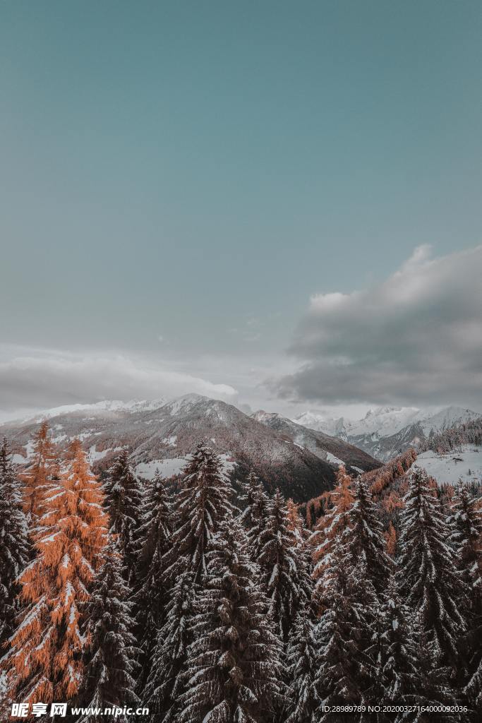 冬季雪松