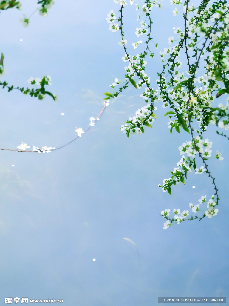 春 花 水面 綠色