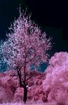 唯美 粉色 粉色树