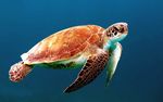 海龟 彩色海龟 美丽海龟