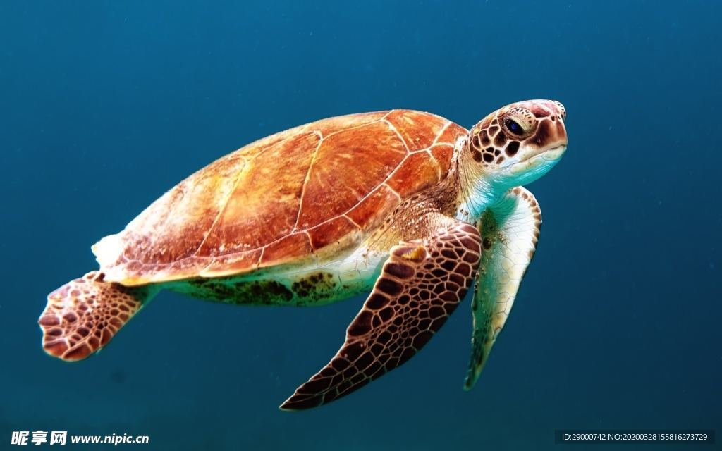 海龟 彩色海龟 美丽海龟