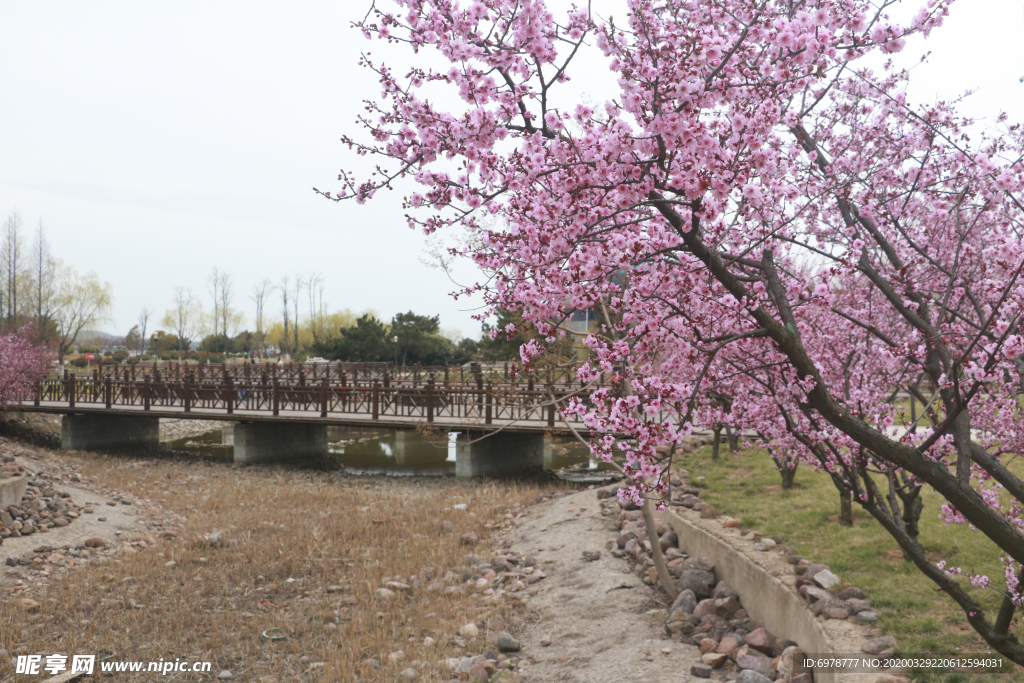 公園桃花