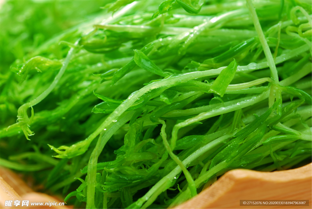 素豆芽