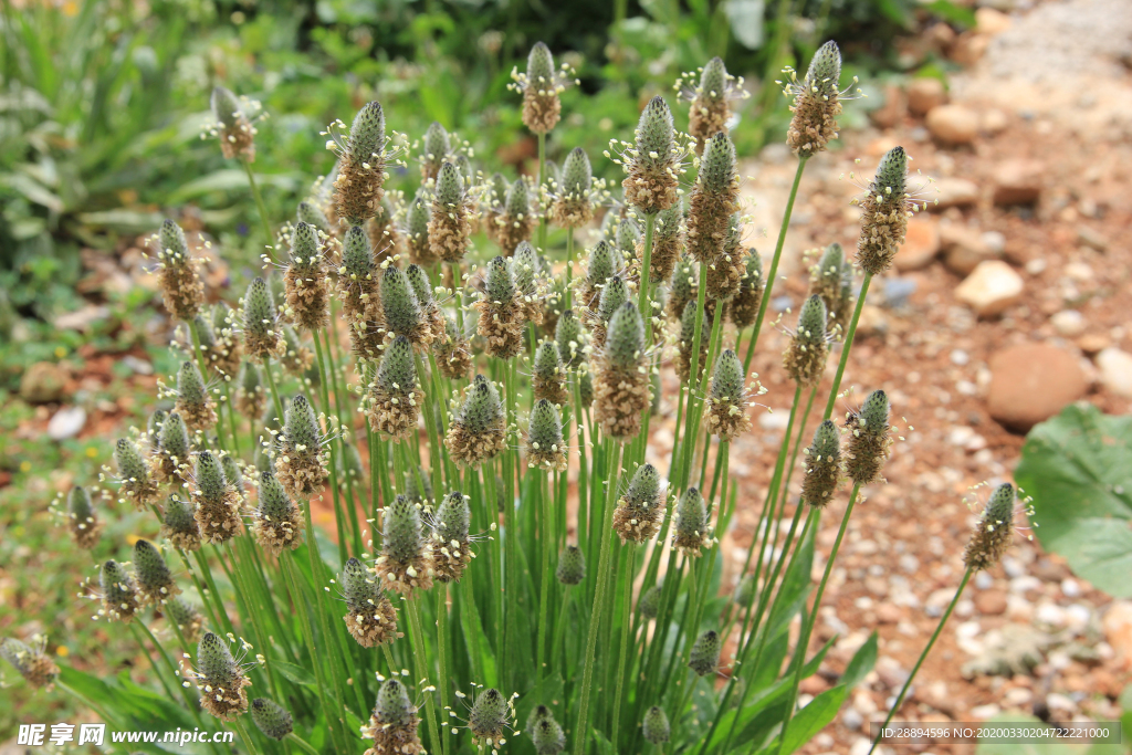 植物野草