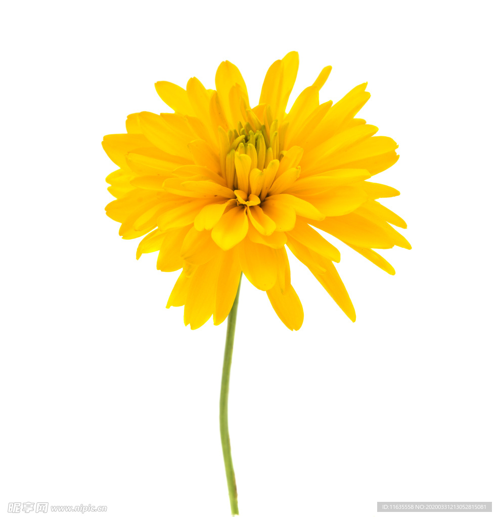 黃色菊花素材圖片