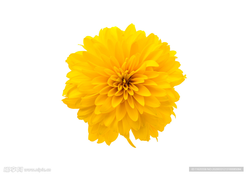 黃色菊花素材圖片