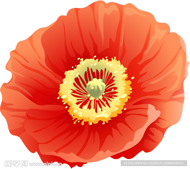 紅花手繪插畫