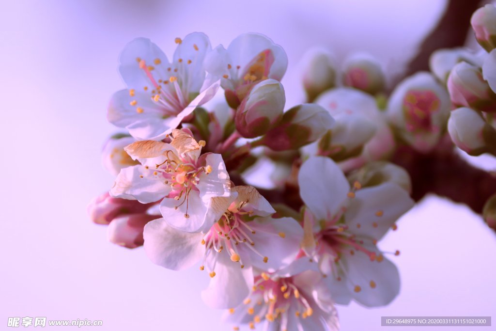 花 花朵花草 唯美花朵 花朵贺