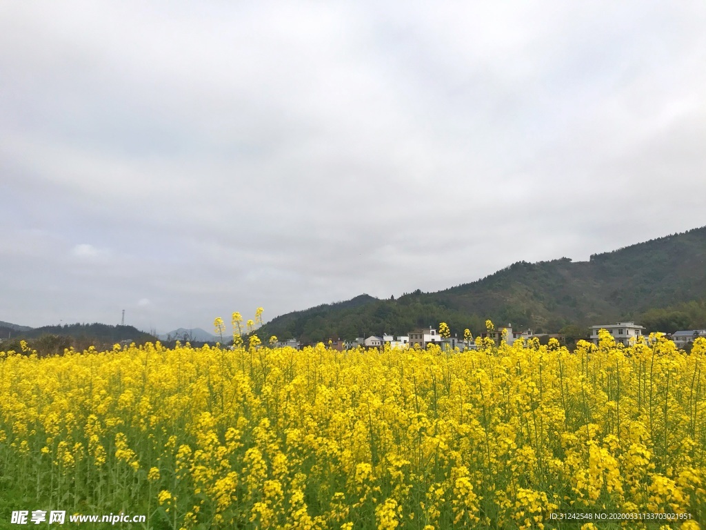 油菜花