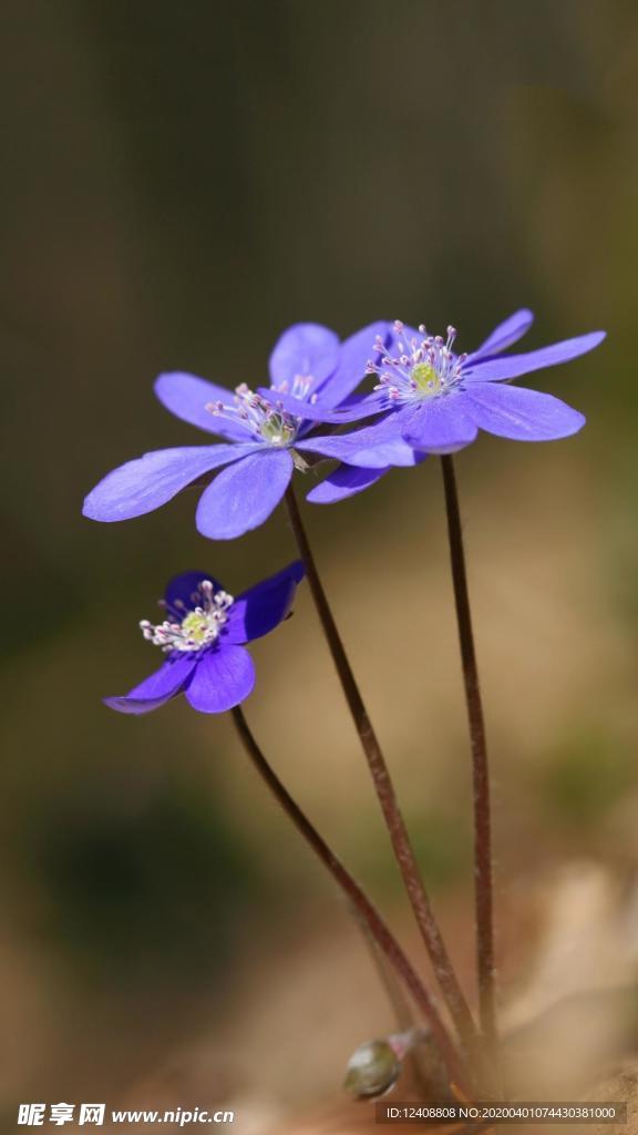 小紫花