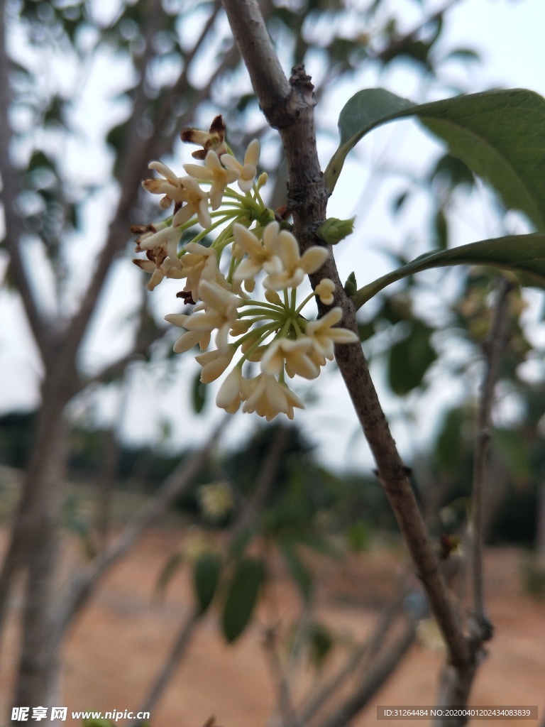 家鄉的桂花