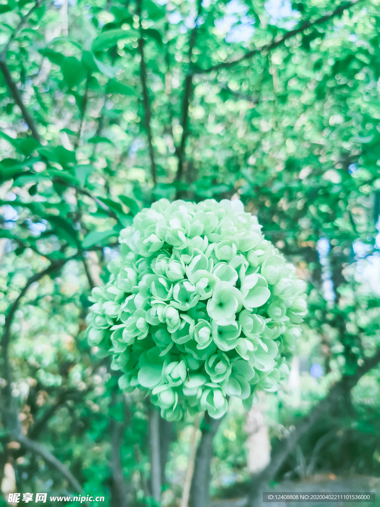綠花