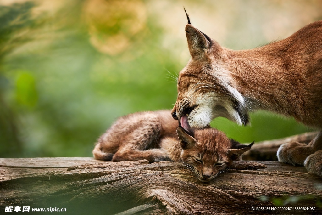 猞猁野生動物野獸背景