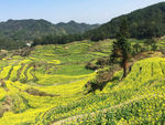 油菜花田风景