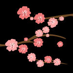 樱花 粉色 樱花插图 背景图