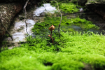苔藓与小蘑菇