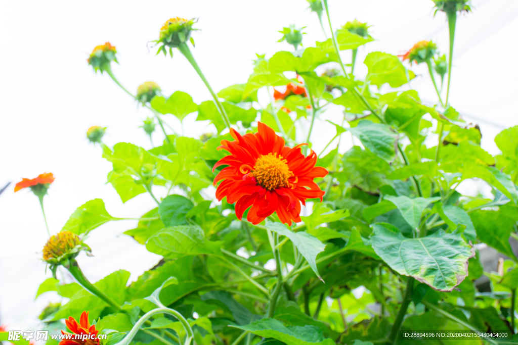 紅色花卉
