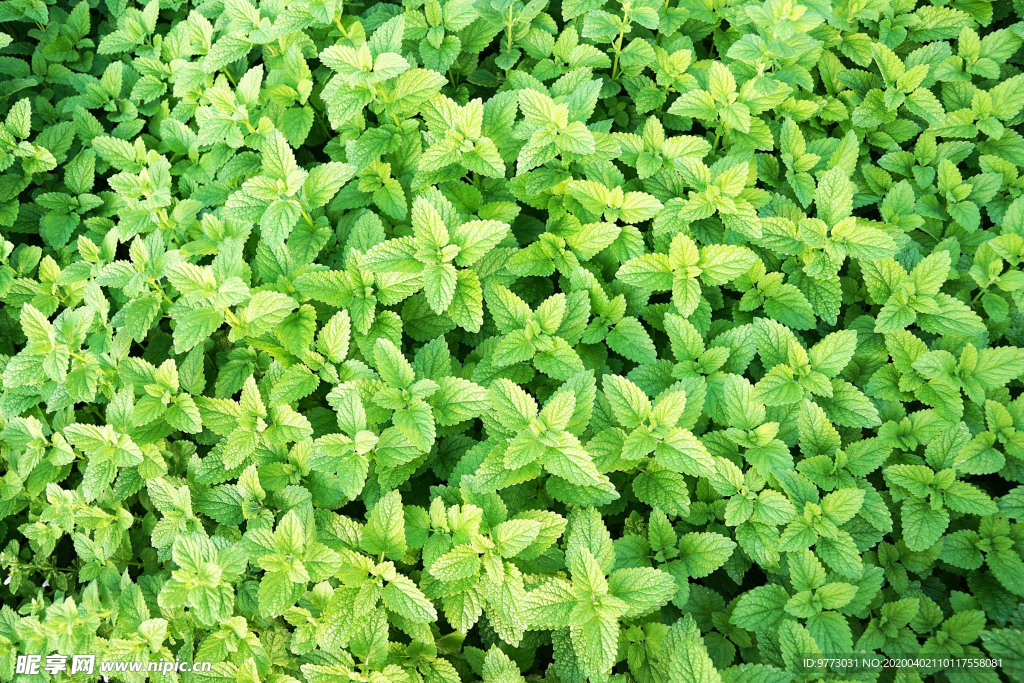 薄荷