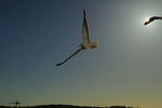 峡湾 海鸥