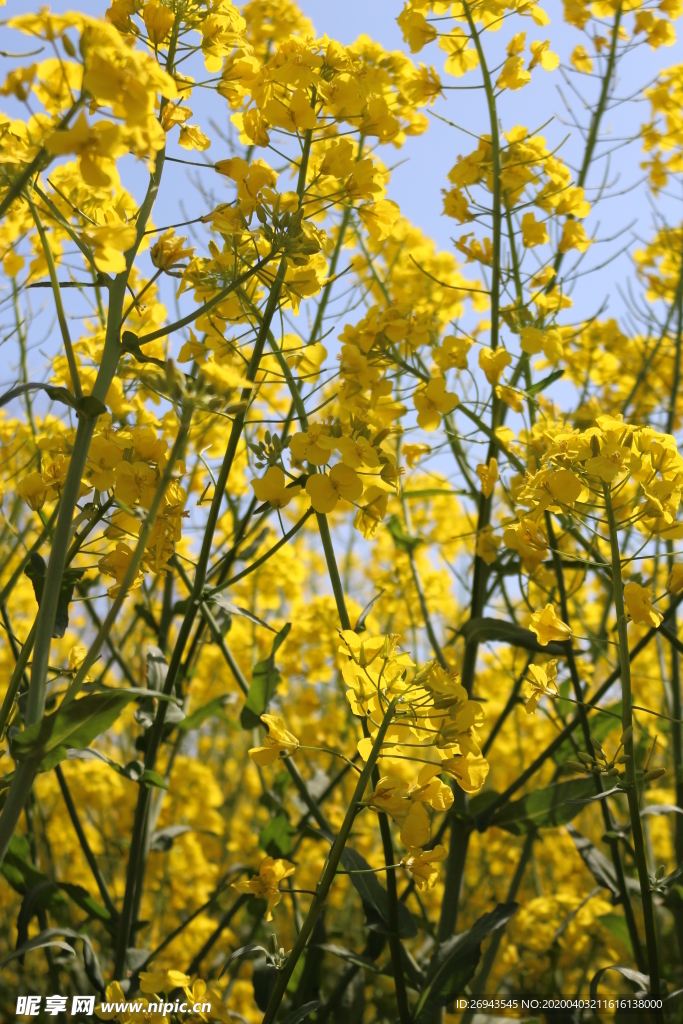 油菜花