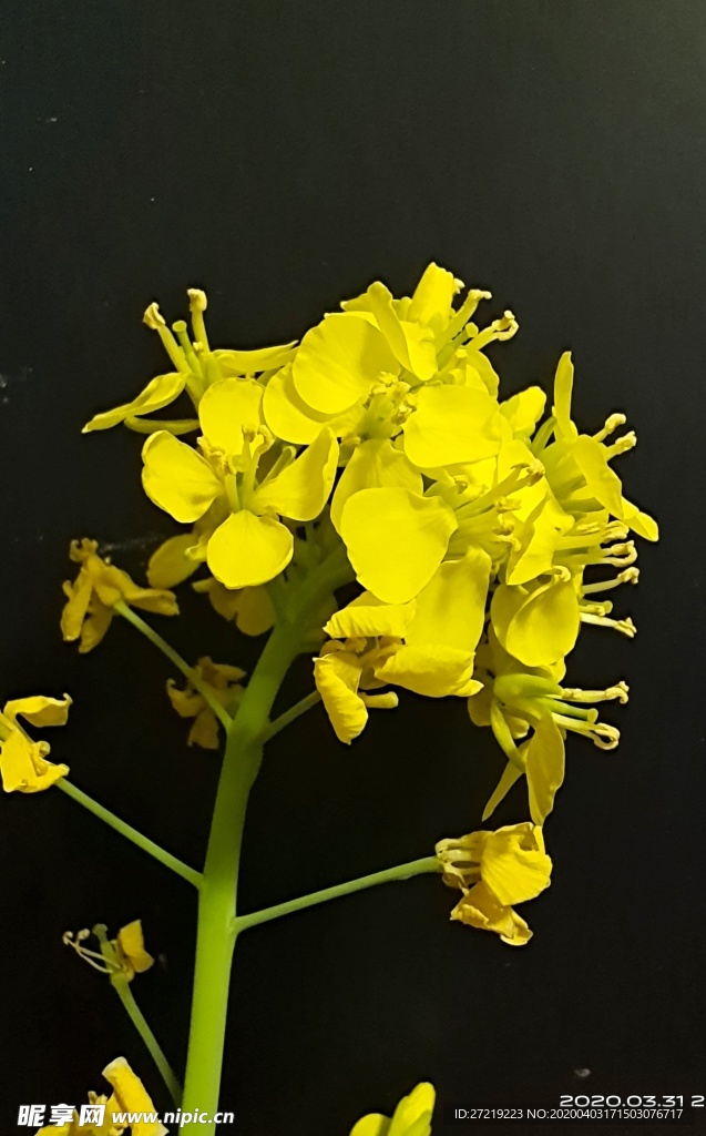油菜花