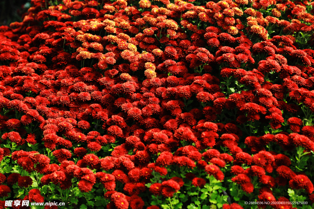 紅色花叢花朵