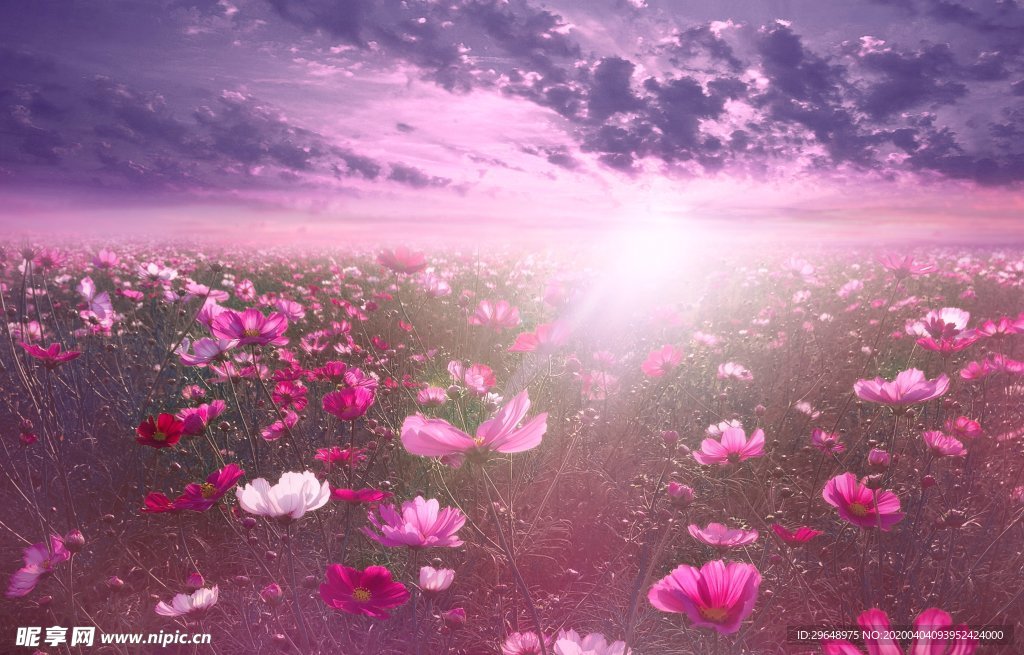 陽光 花海