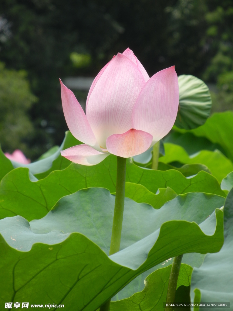 荷花 近攝