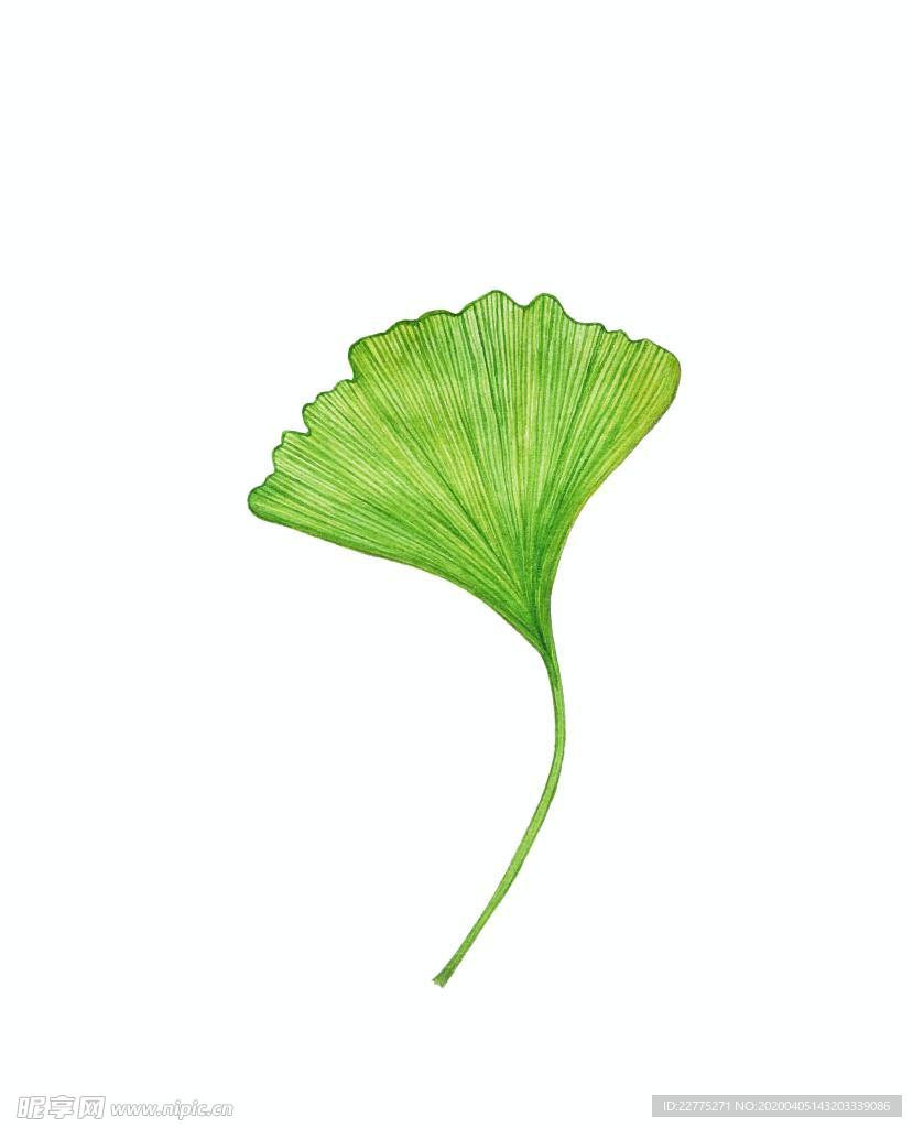 四葉草葉片