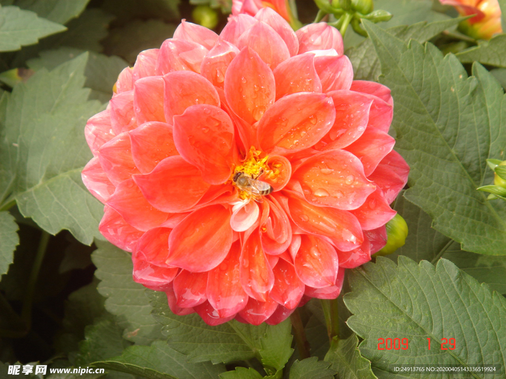 紅菊花
