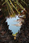 普吉岛棕榈树