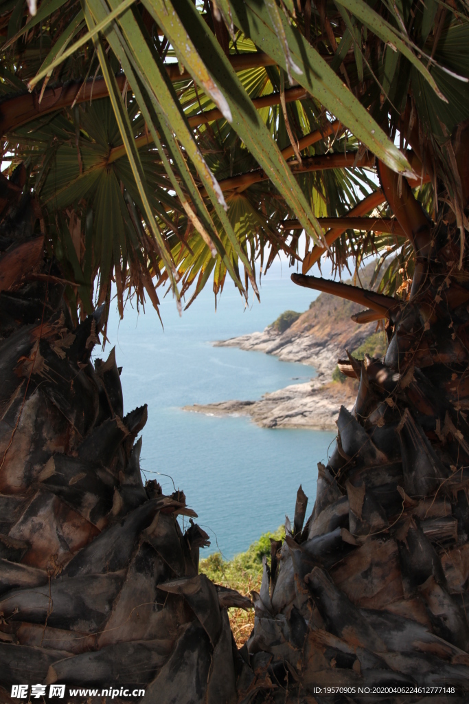 普吉岛棕榈树