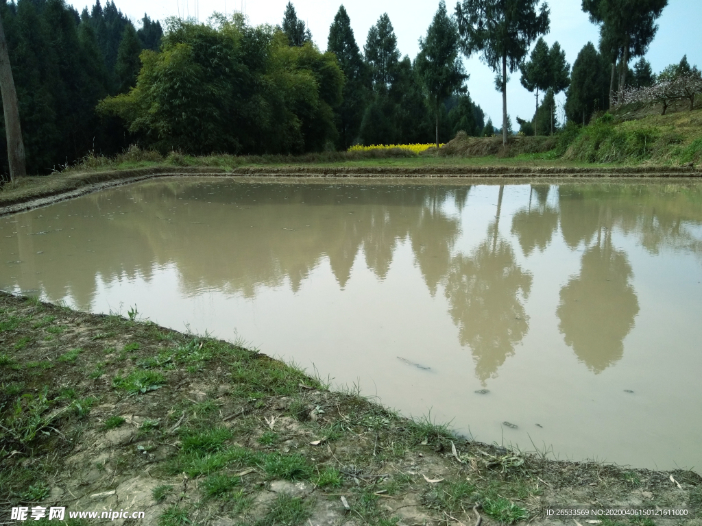 農村 水田 稻田 插秧 泥土